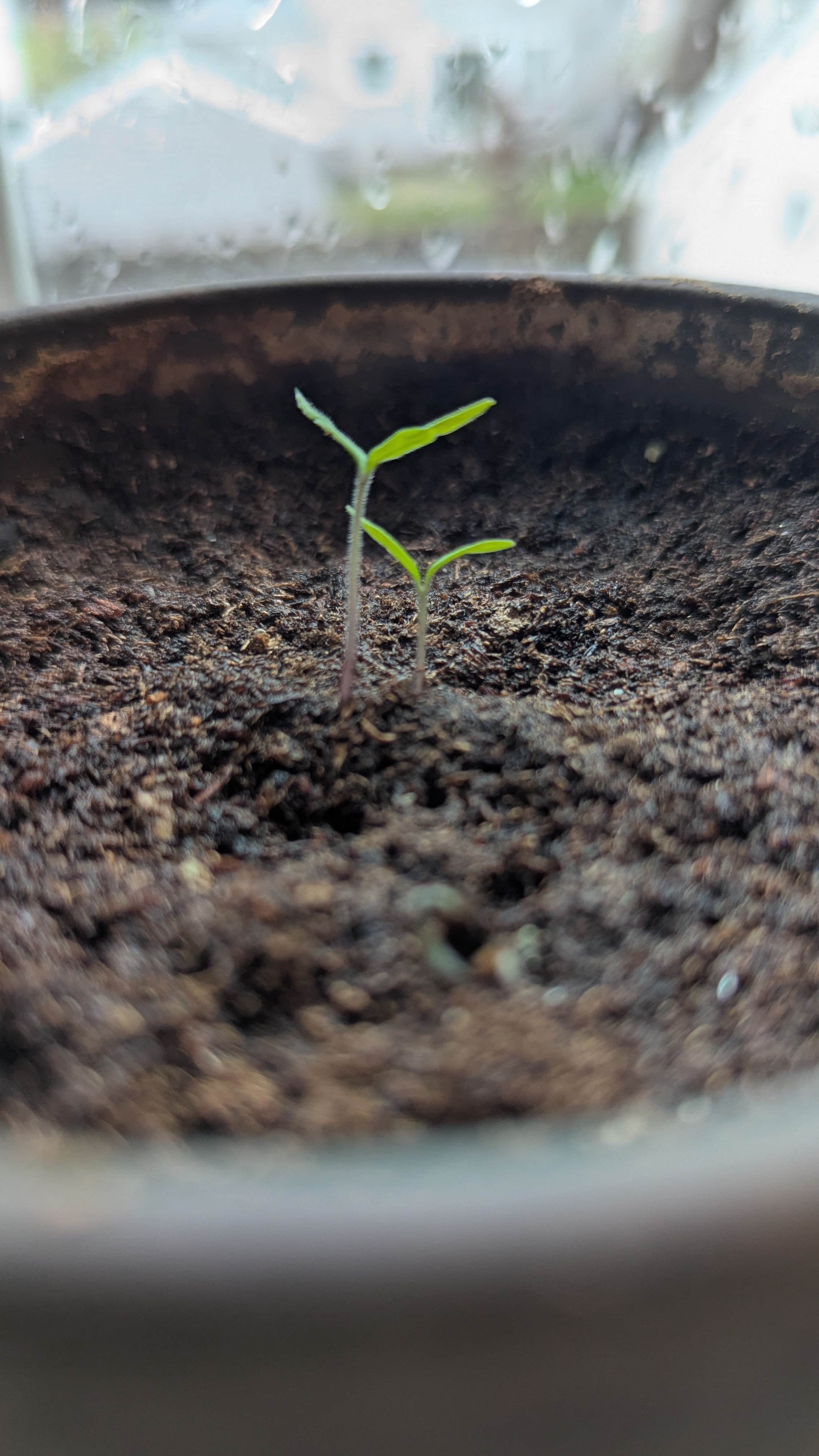 A close-up of two tiny tomato plant seedlings poking out of the dirt in a small pot on a window sill.