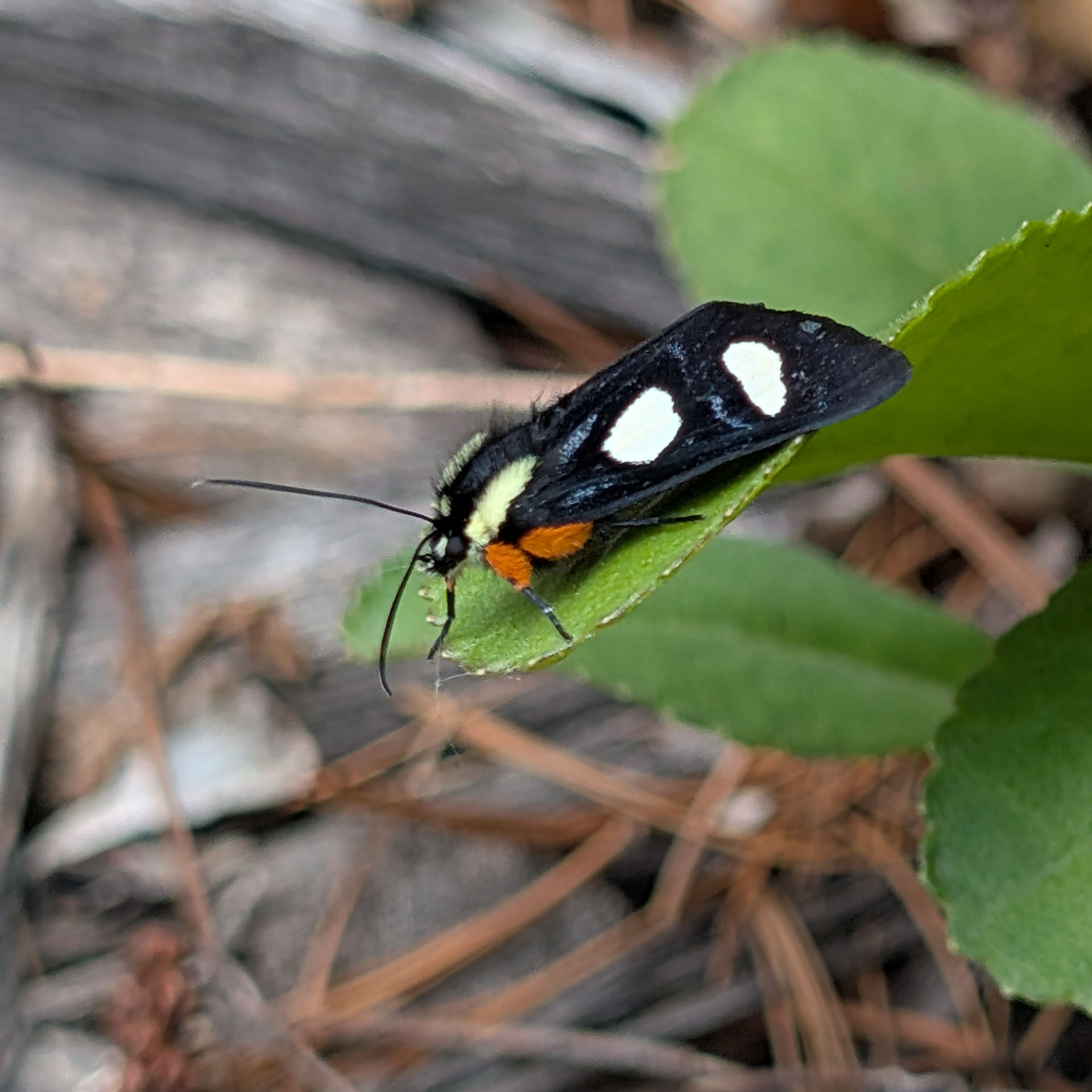 An Eight-Spotted Forester moth. This is a very cool looking moth. It has a black body with orange tufts on its legs and yellow spots on what I guess I would call its shoulders? Its wings are all black with 2 white spots on each. It's not visible here but they have an additional set of inner wings which also have 2 spots each, bringing us to the eight spots in the name!