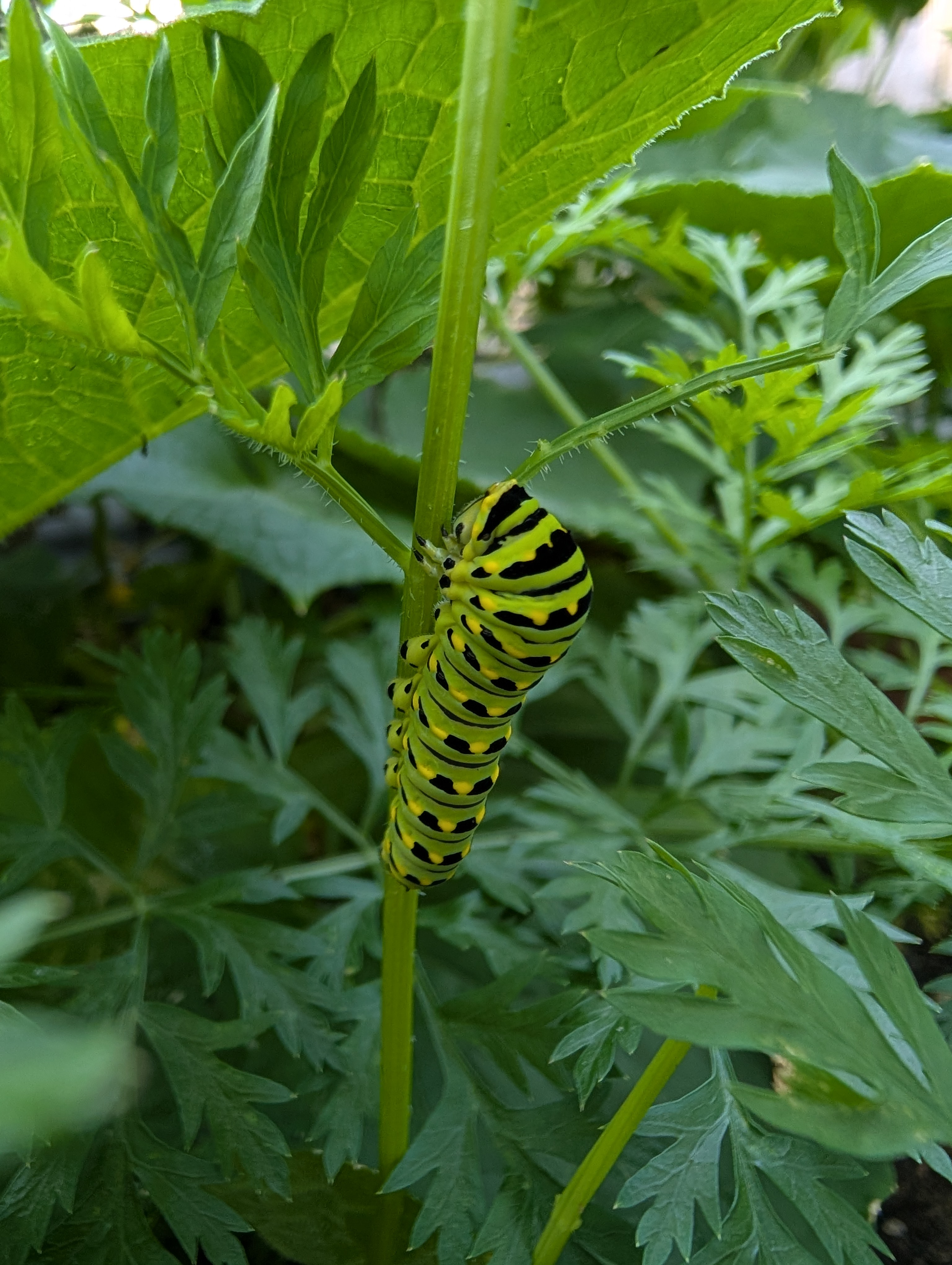 A black swallowtail caterpillar climbing up the stem of a carrot. Black swallowtail caterpillars are green with stipes running along their back that are composed of a series of black and yellow dots.