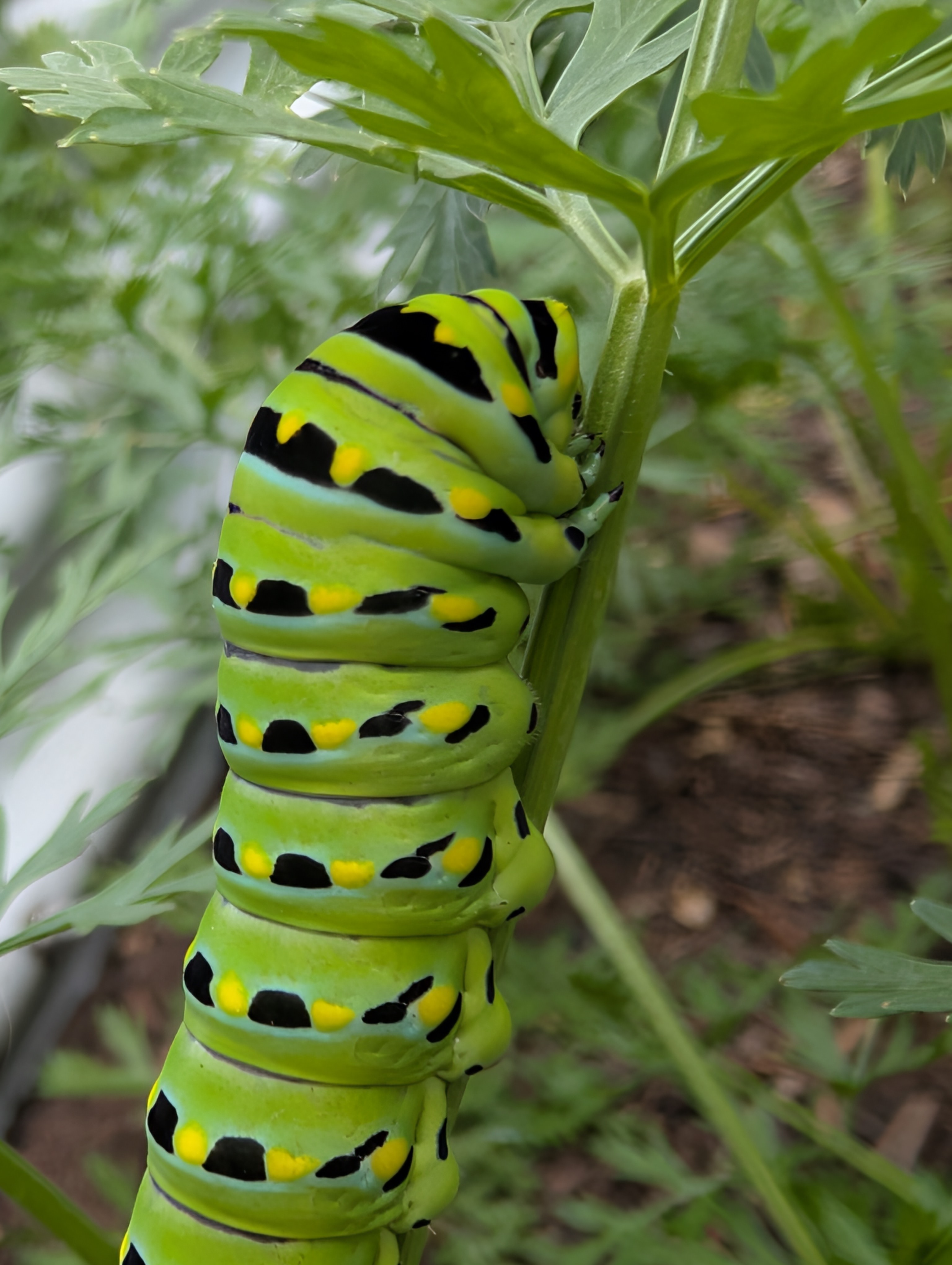 A close-up shot of a black swallowtail caterpillar on the stem a carrot, about to eat some leaves on the end.