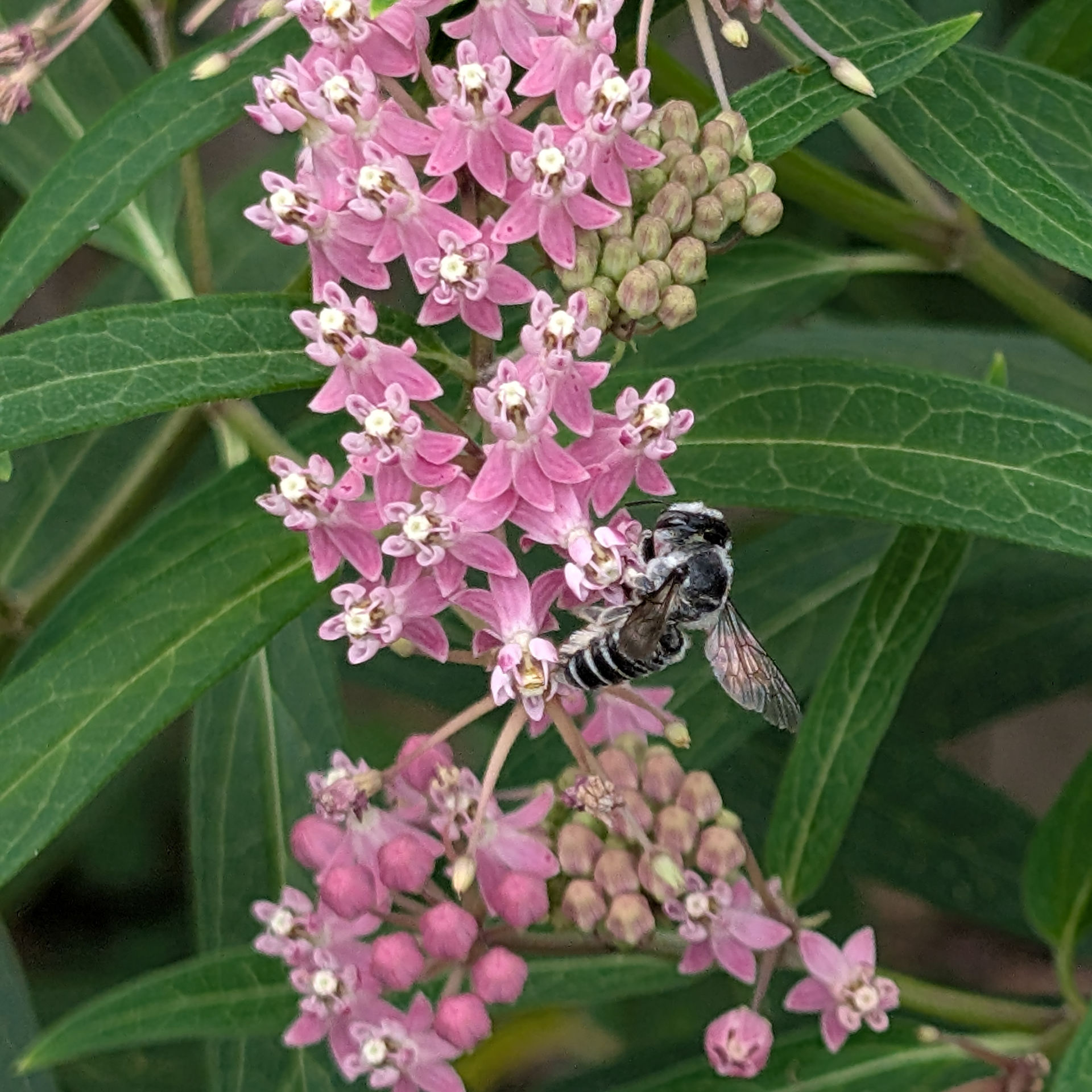 A Texas Leafcutter Bee on a Swamp Milkweed flower. These bees are very cool because they have unique black and white colors instead of the typical black and yellow. As you might be able to guess from the name, leafcutter bees cut little bits off of plant leaves to build their nests with.