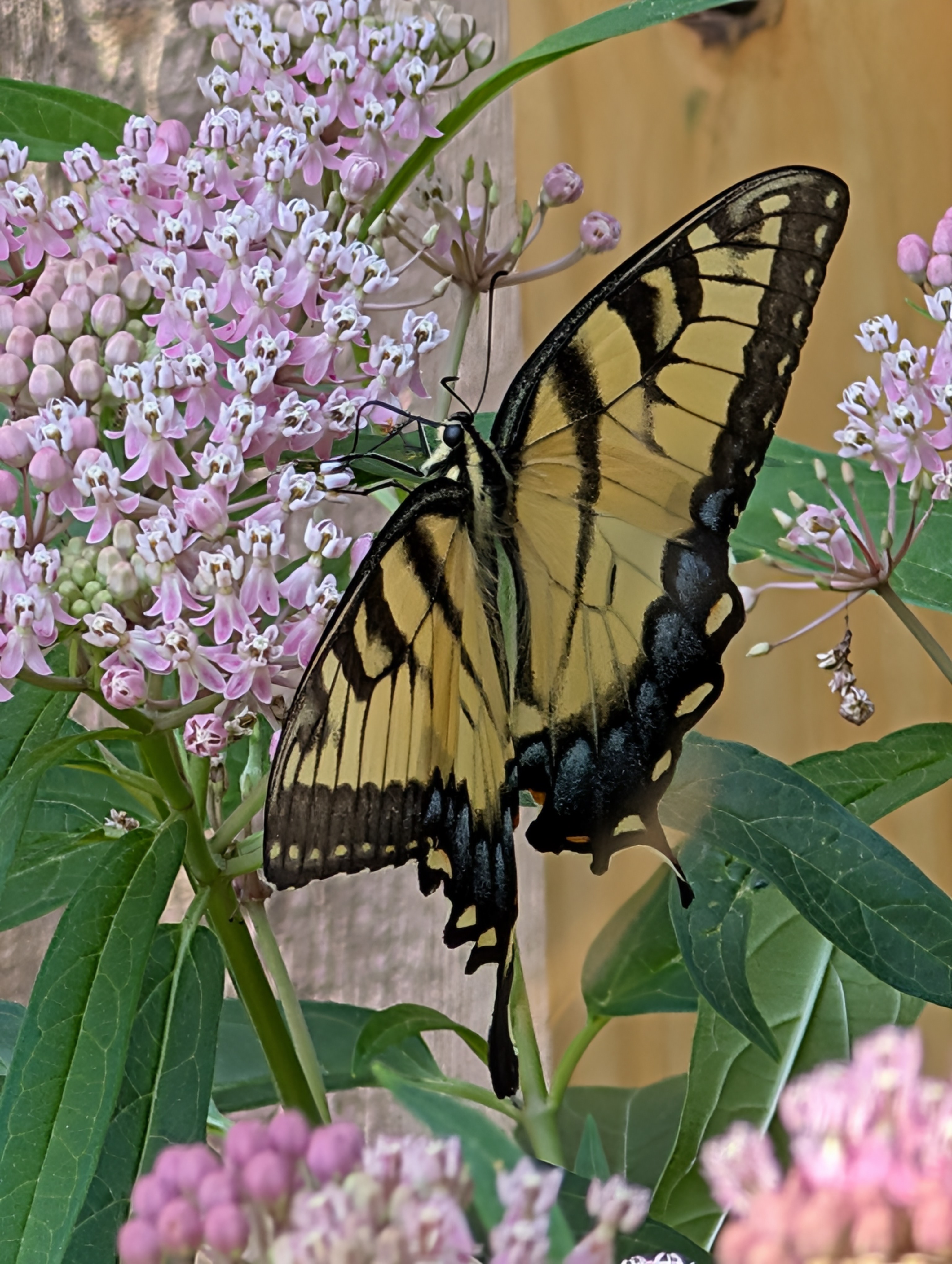 A Yellow Swallowtail Butterfly eating nectar from Swamp Milkweed flowers. Yellow Swallowtails have yellow wings with black lines running through them. This Swallowtail appears to be a female, so it has a line of prominent blue spots along the edges of its lower wings, followed by a line of yellow spots. I believe males' blue spots are significantly less prominent.