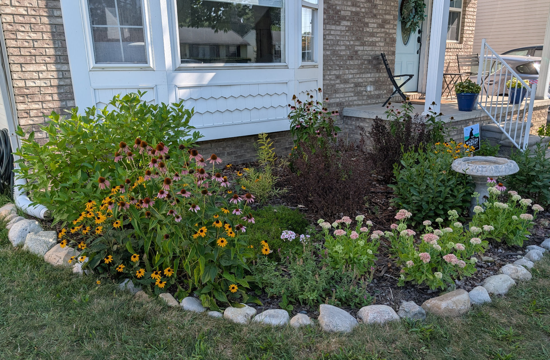 A closer shot of the larger landscaping bed closer to the house. Purple Coneflowers and Black-Eyed Susans are absolutely thriving in this bed, along with a little bit of Butterfly Weed, one of my personal favorites.