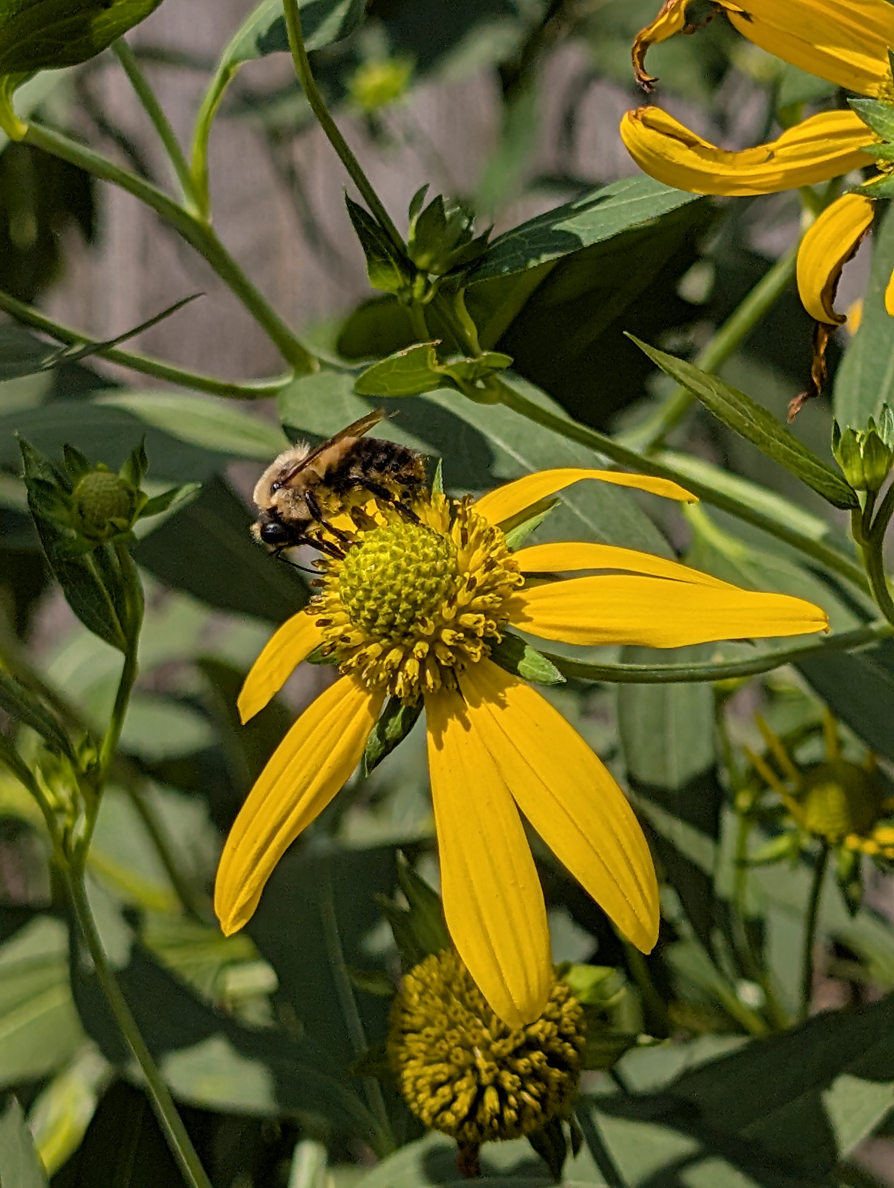 A side profiel of a bumblebee on a Cutleaf Coneflower. The flower has thin oval-shaped yellow petals.