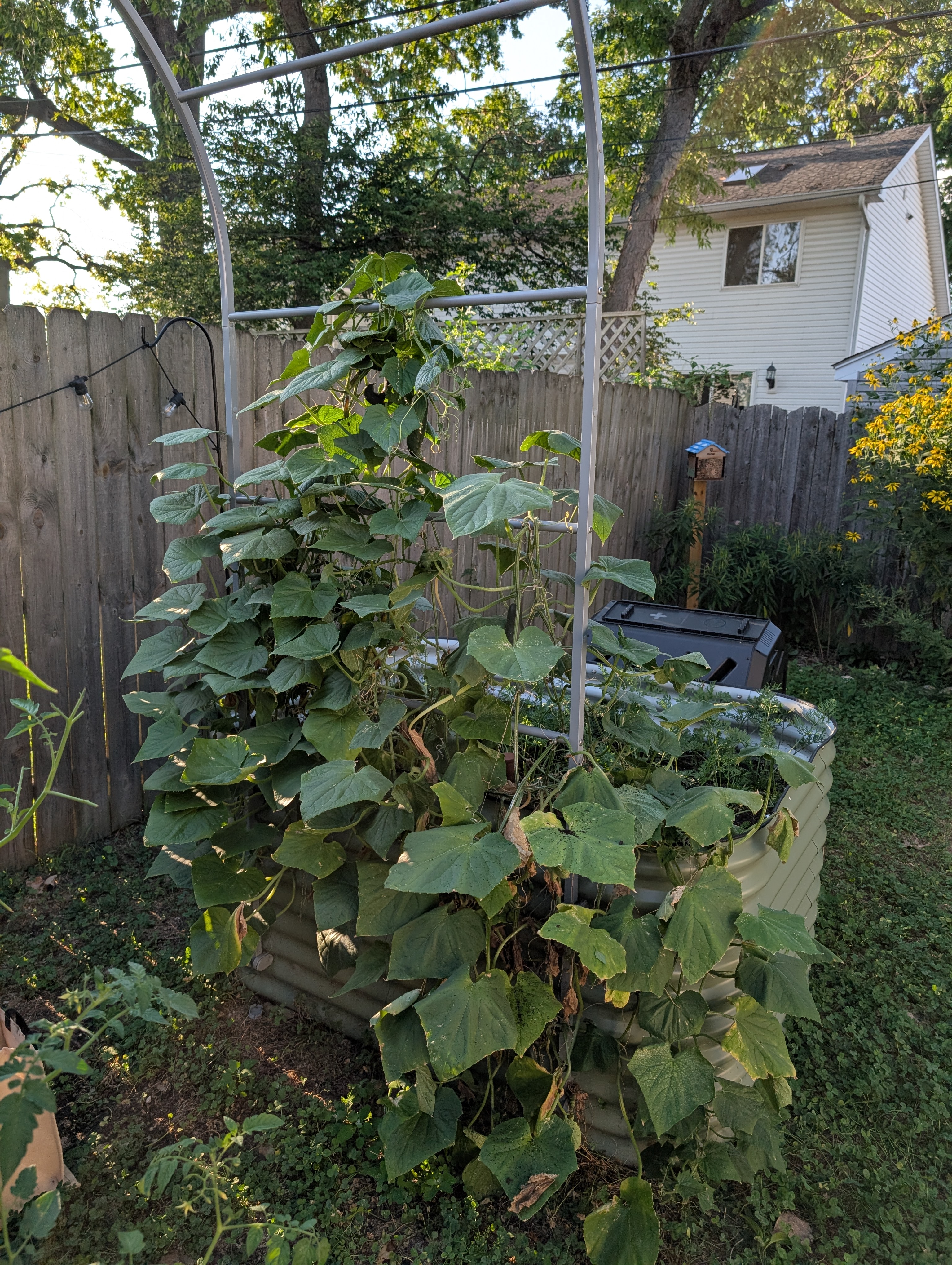 A raised garden bed with a trellis attached with cucumber vines growing up it. On the other side of these cucumbers is a patch of carrots.