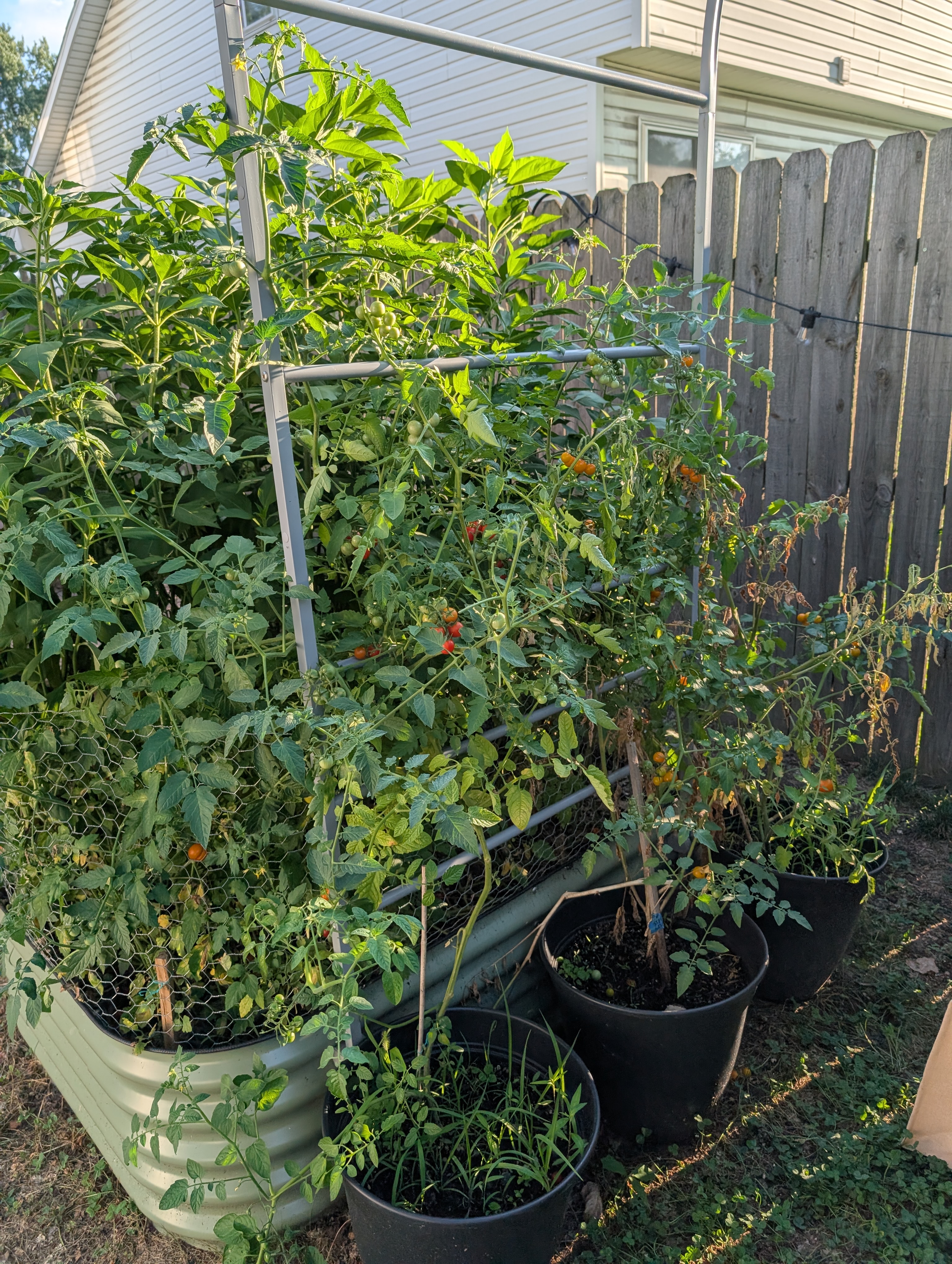 A raised garden bed with a trellis attached with a bunch of cherry tomato plants growing up it. On the other side of these tomatoes is a dense thicket of Jerusalem artichokes. We'll get to that.