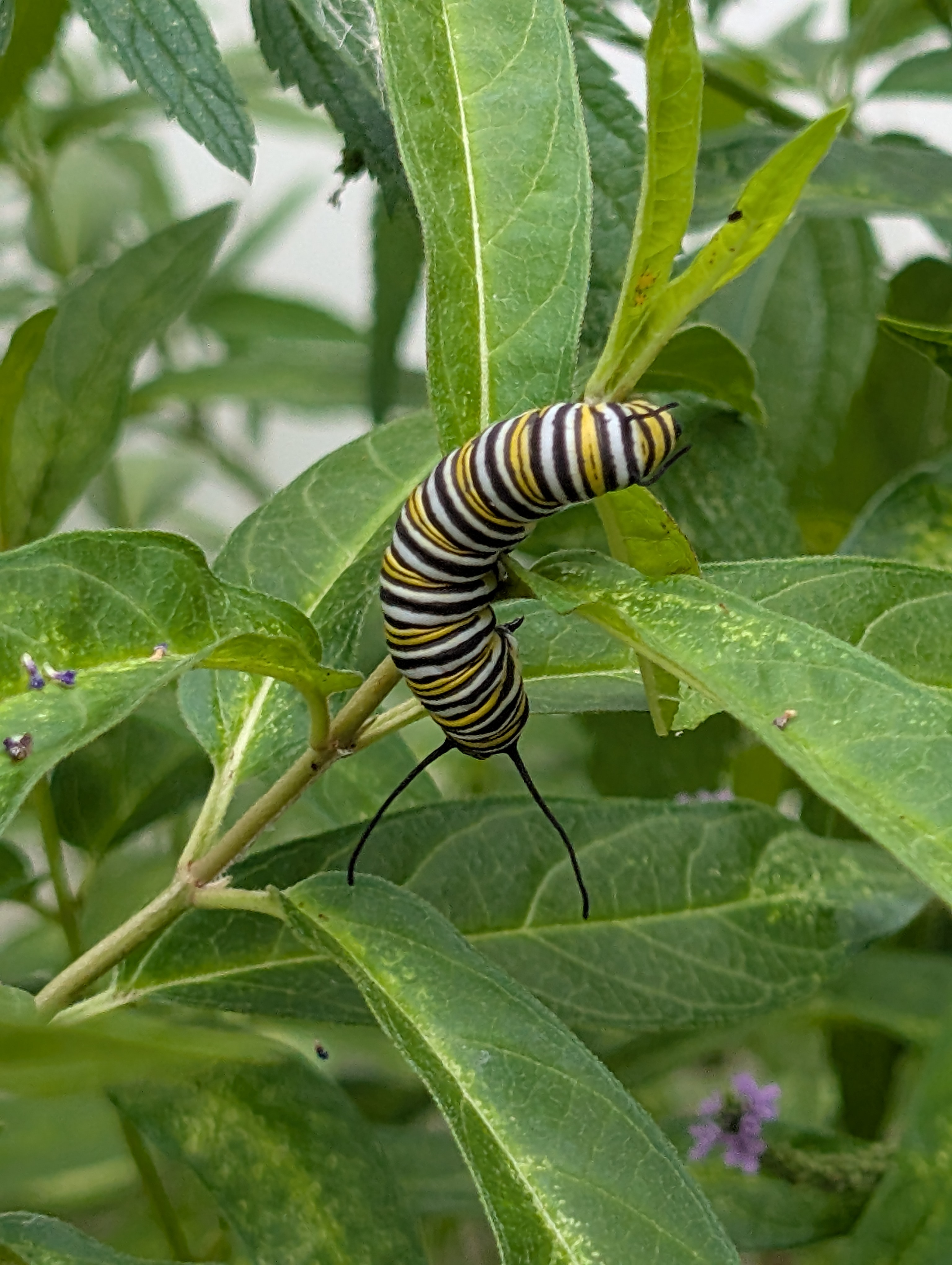A monarch butterfly caterpillar climbing around on swamp milkweed. Monarch caterpillars have black, white, and yellow stripes and have pairs of black tentacles on their head and rear. I say 'tentacles' instead of 'antennae' because apparently there is a meaningful difference; an antenna is considered to be stiff and rigid while a tentacle is more flexible and soft.
