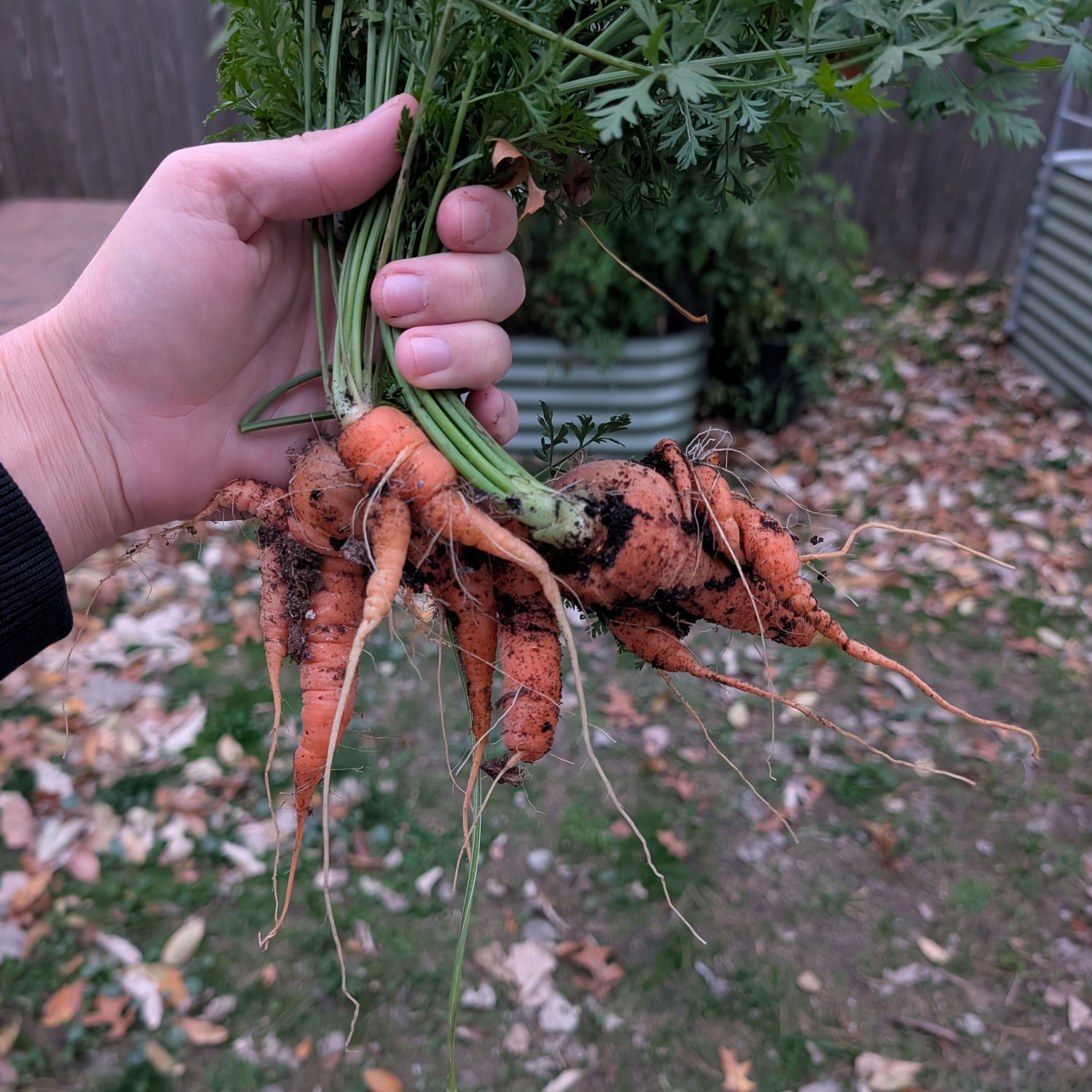 A bunch of carrots held up in front of the camera by a hand. The carrots are all varying sizes from about 3-6 inches. The carrots all have a bunch of places where they have knots and forks where they diverged and started growing in two different directions.